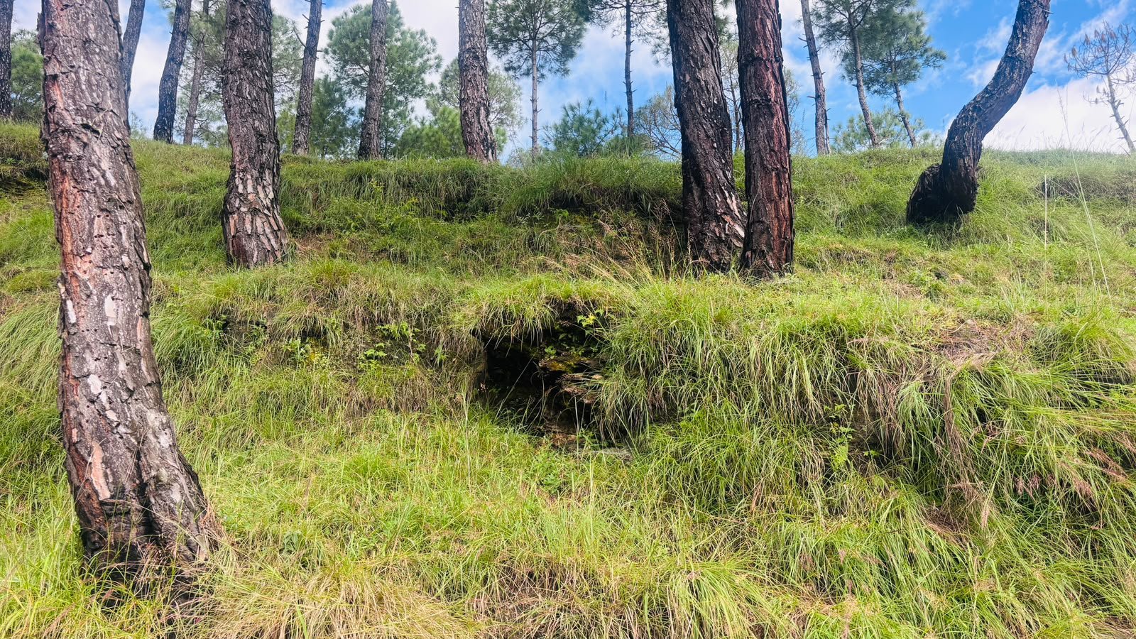 Ranikhet